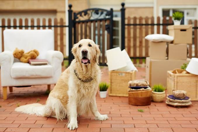 tips for renting with pet