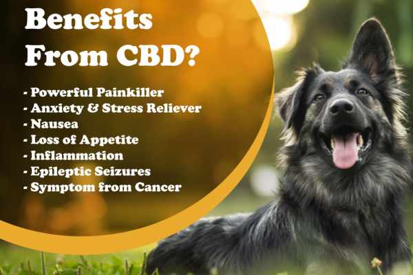 benefits of CBD for dogs