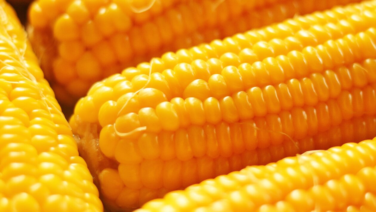 Is Sweet Corn Good for Diabetes