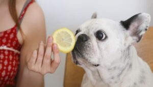 Can Dogs Eat Lemon