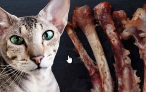 Can Cats Eat Chicken Bones