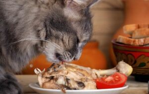 Can Cats Eat Chicken Bones