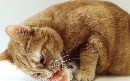 Can Cats Eat Chicken Bones