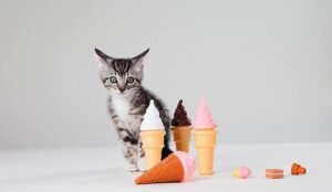 Can Cats Eat Ice Cream