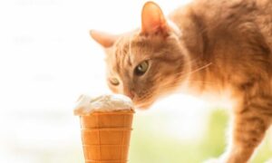 Can Cats Eat Ice Cream