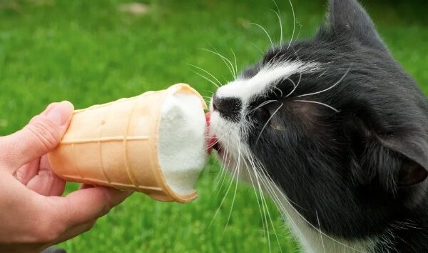 Can Cats Eat Ice Cream