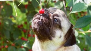 Can Dogs Have Cherries