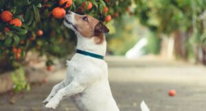 Can Dogs Have Tangerines