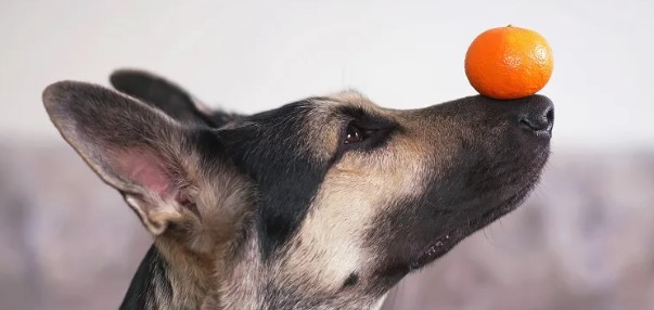 Can Dogs Have Tangerines