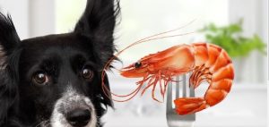 Can A Dog Eat Shrimp