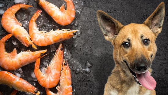 Can A Dog Eat Shrimp